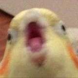 Никита Альтаирчик