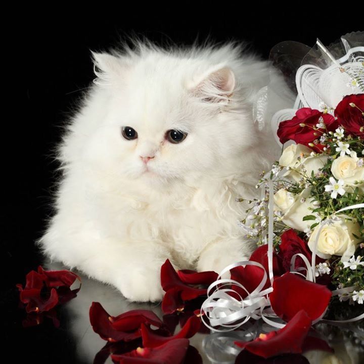 Аватар: Евгений Михайлович